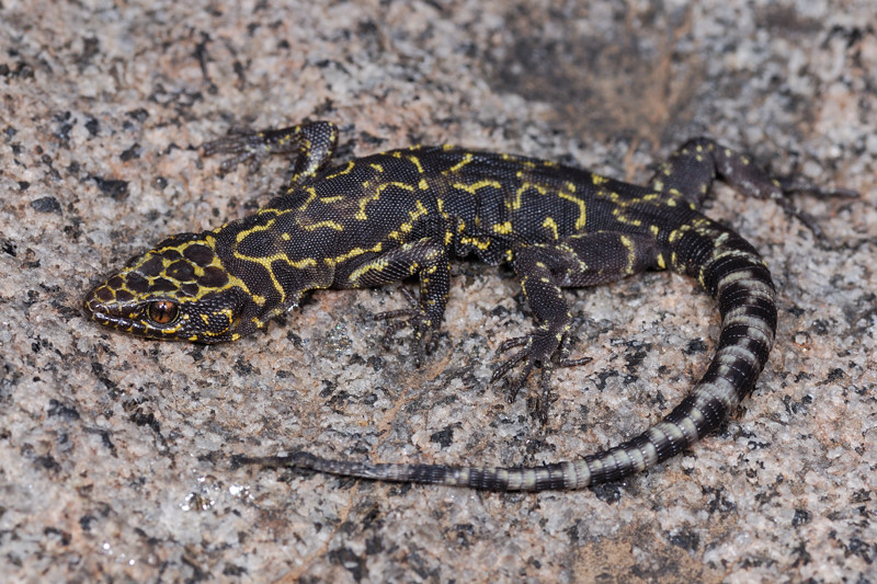 Granite Night Lizard Xantusia henshawi. Image Glimpse of a lyre snake.