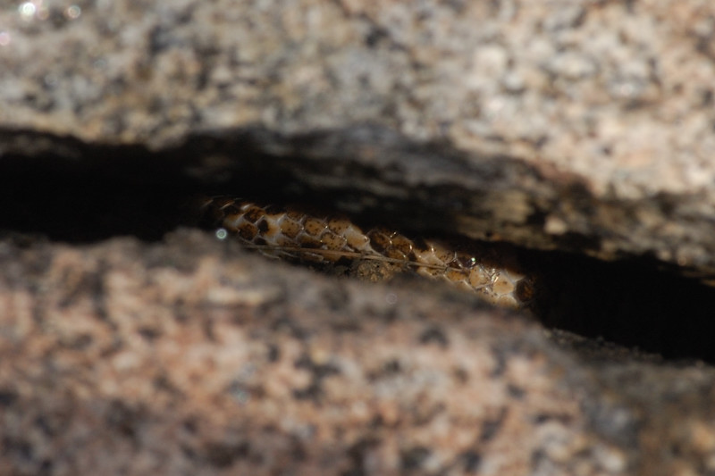 Glimpse of a lyre snake Image Phrynosoma coronatum- Coast horned lizard