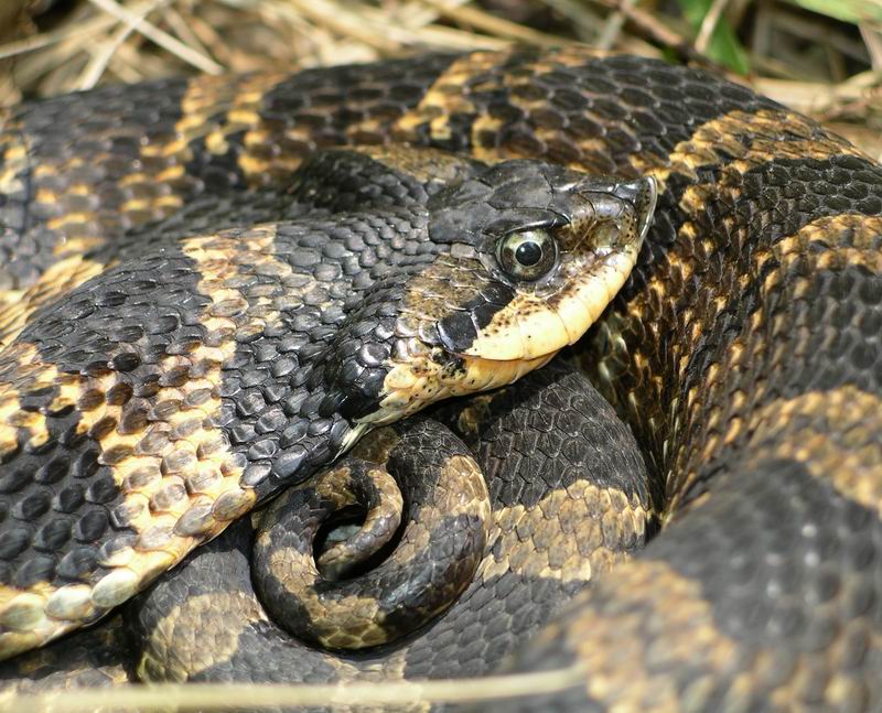 Ohio Milk Snake Diet