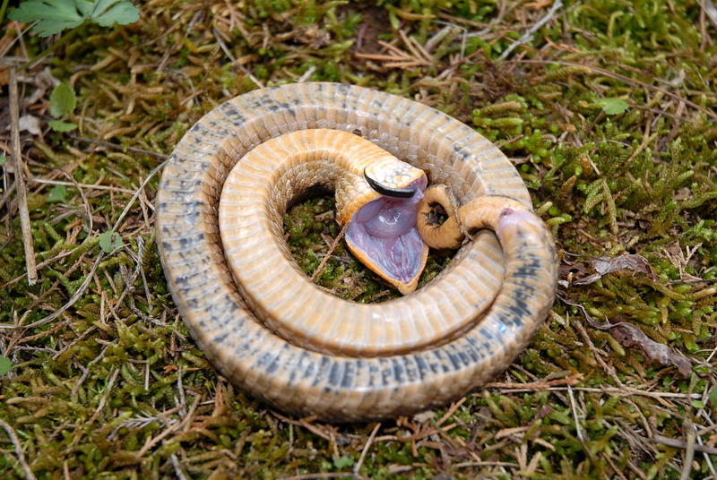 The Buckeye Herps Blog Massasauga Rattlesnakes In Niles Michigan Maybe But Not This One