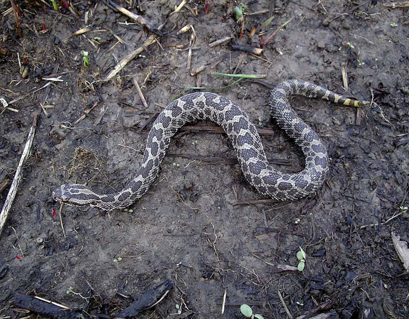 The Buckeye Herps Blog September 2011