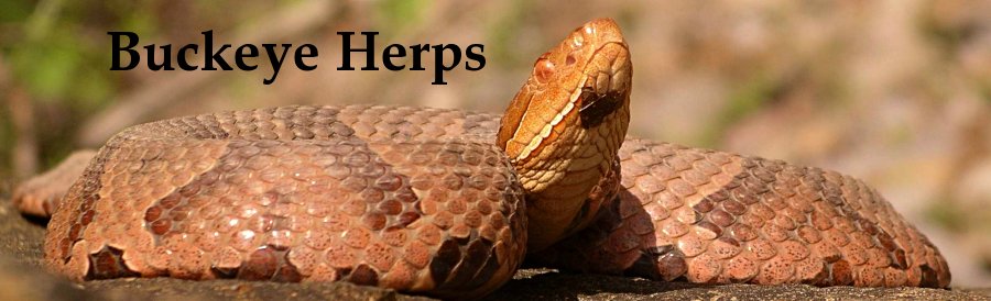 The Buckeye Herps Blog