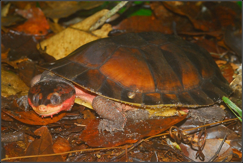 Buckeye Herps - A Photographic Gallery of the Reptiles and Amphibians ...