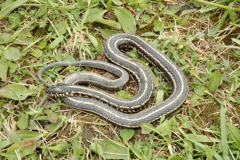 Змеи с полосками на спине. Thamnophis Radix. Змея с делами поласами. Змея с белыми полосками. Серая змея в полоску.