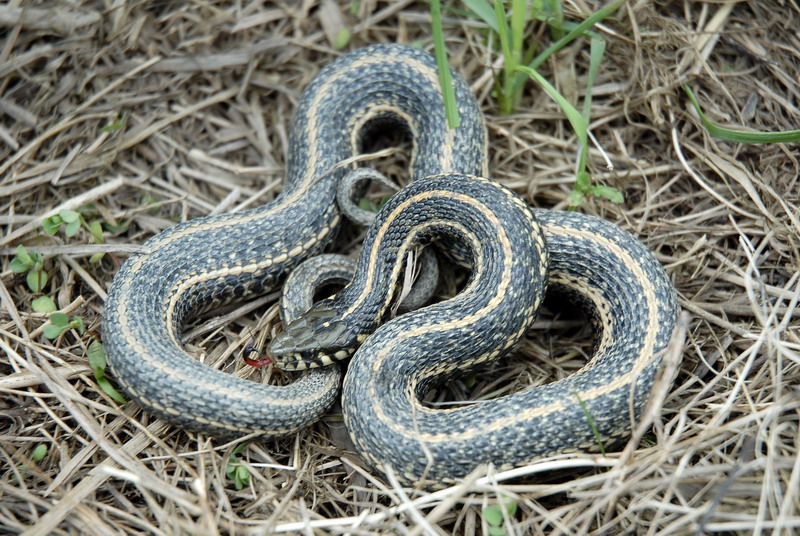 Thamnophis Radix. Монумент змеи в Огайо. Subtropical Garter Snake.